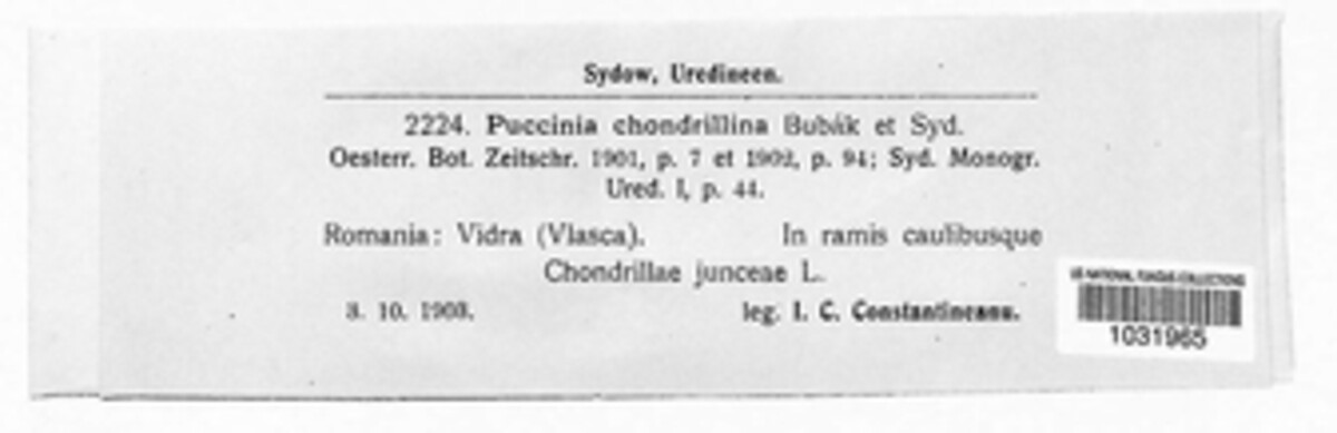 Puccinia chondrillae image